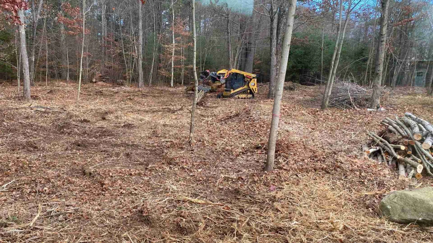 Cleared wooded lot with bare leaf covered ground, a stacked log pile and standing hardwoods behind